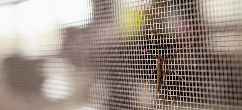 Repair Mosquito Mesh For Windows in Immokalee, FL
